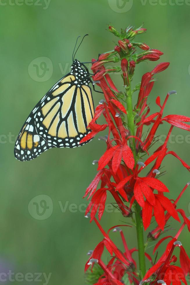 monarch vlinder Aan kardinaal bloem foto