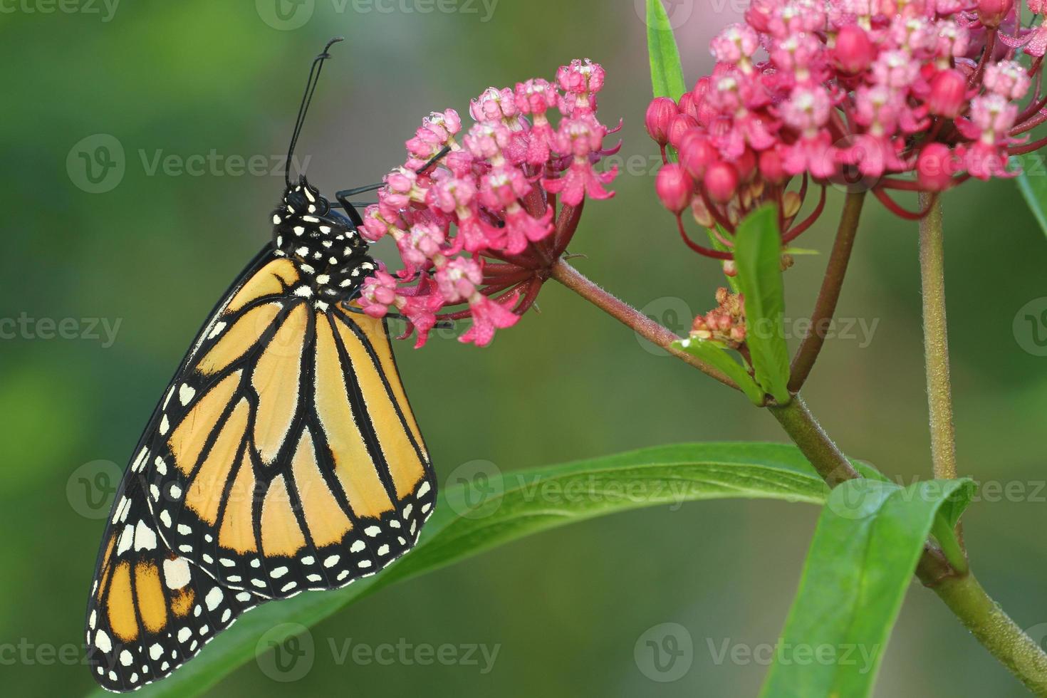 monarch vlinder Aan moeras kroontjeskruid foto