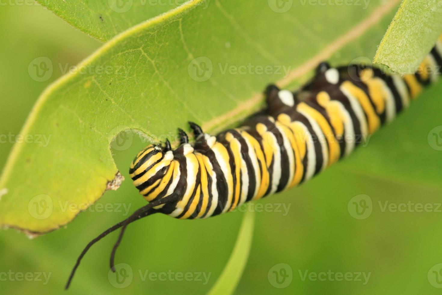 monarch vlinder rups- aan het eten foto