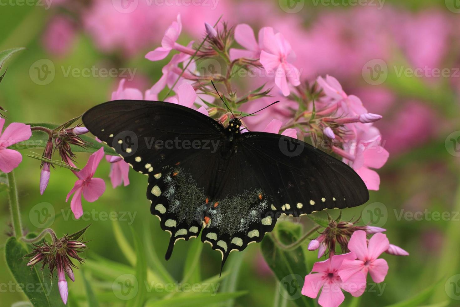 kruidenstruik zwaluwstaart vlinder Aan prairie flox foto