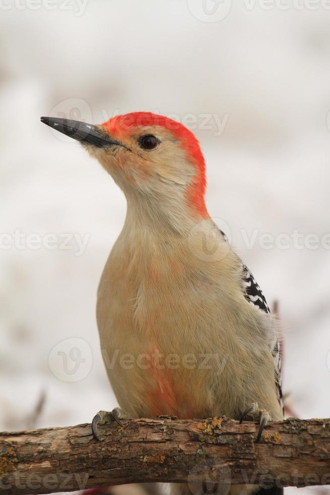 rood buik specht in de sneeuw foto