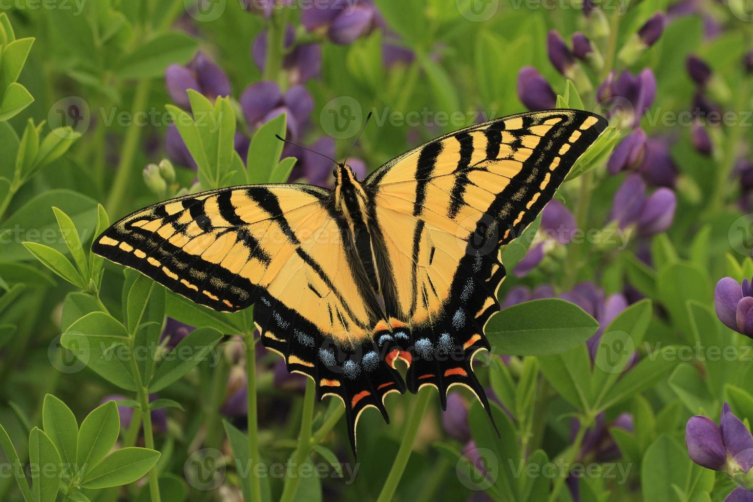 twee staart zwaluwstaart en lupines foto