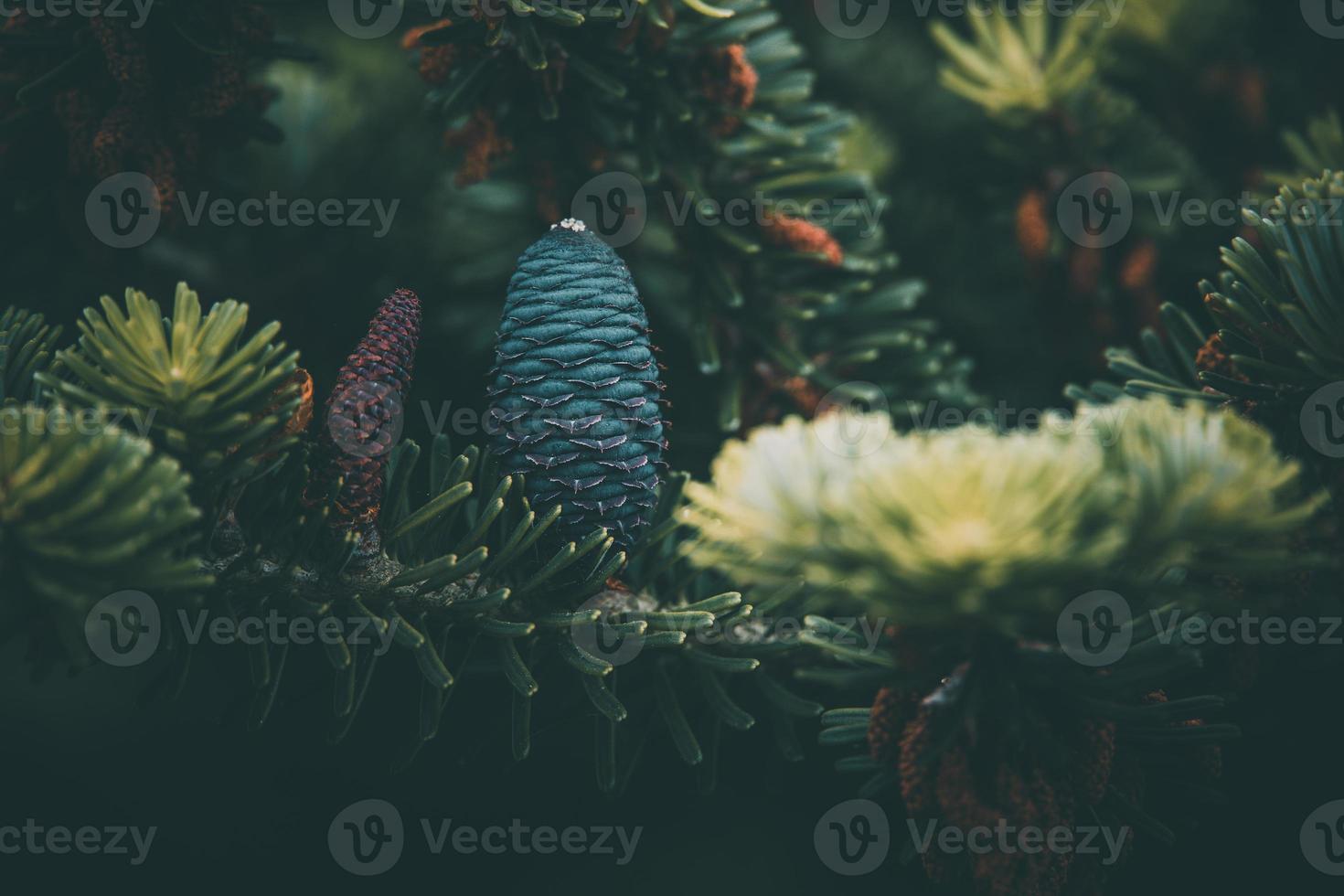 blauw pijnboom ijshoorntje Aan de Afdeling van naaldboom in detailopname foto