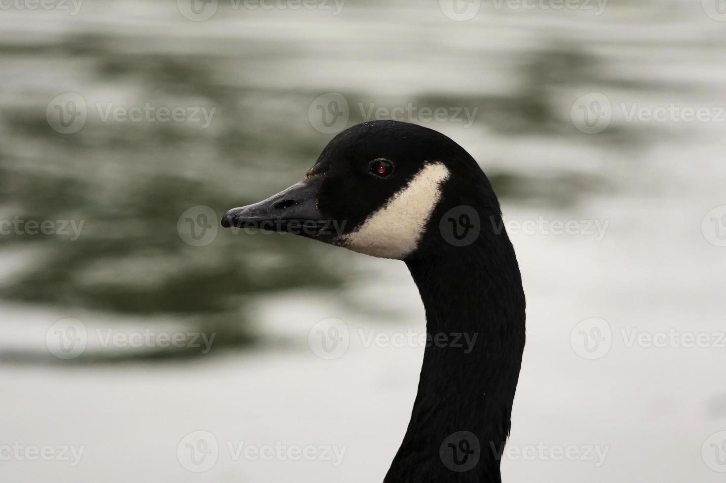 schattig water vogelstand Bij meer kant van lokaal openbaar park foto