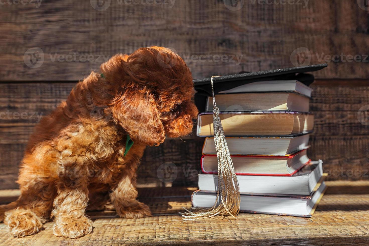 een charmant weinig speelgoed- poedel puppy zit in een zwart boog stropdas in de omgeving van zijn nek, De volgende naar een stack van boeken met een diploma uitreiking kap. diploma uitreiking ceremonie, diploma uitreiking ceremonie en diploma uitreiking foto