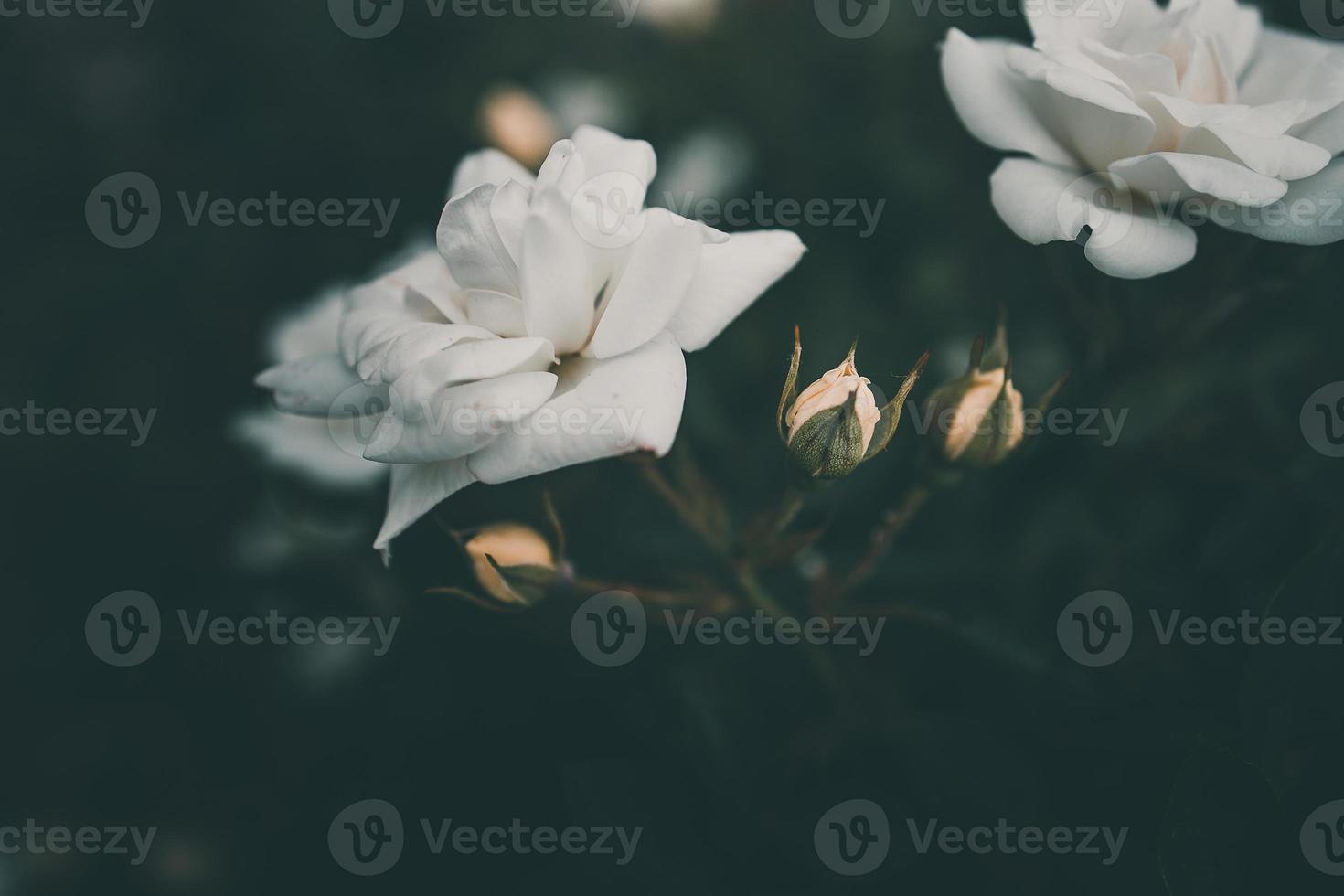 wit weinig roos Aan de struik in de tuin foto