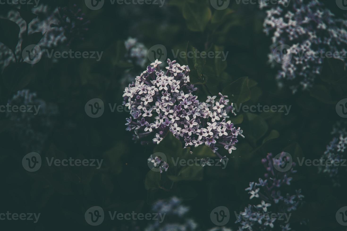 Purper lila tussen de groen bladeren Aan de struik in de voorjaar tuin foto