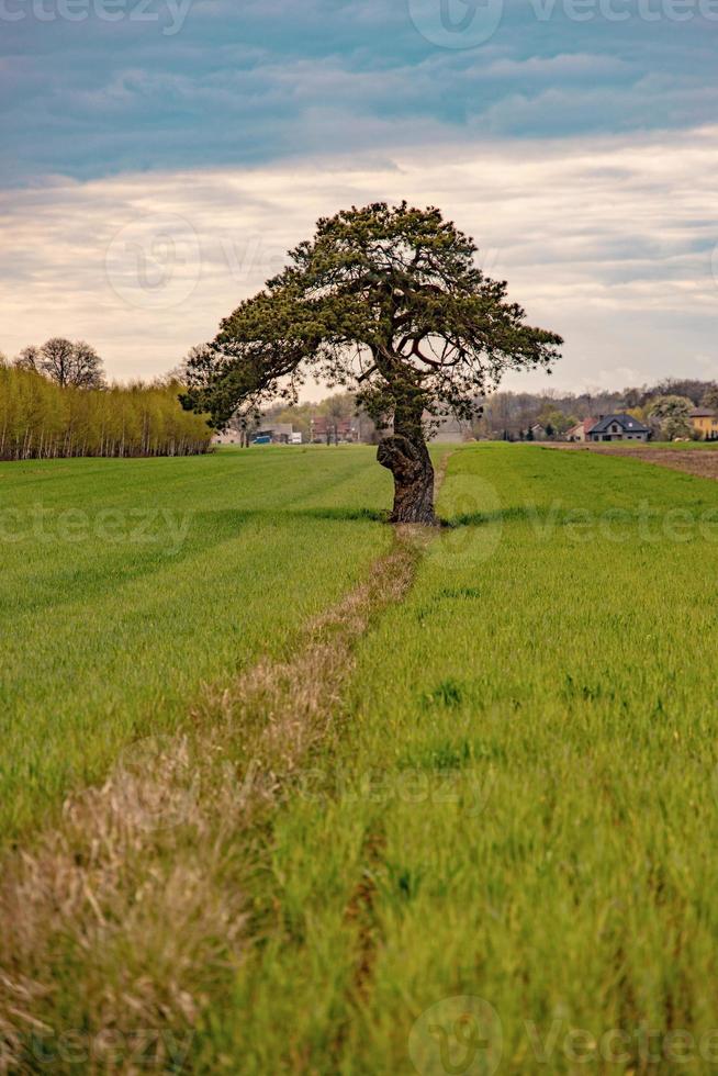 kalmte voorjaar landschap met een eenzaam boom groeit Aan een veld- van jong graan Aan een bewolkt voorjaar dag foto