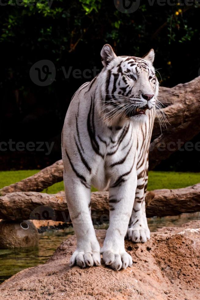 witte tijger in de dierentuin foto