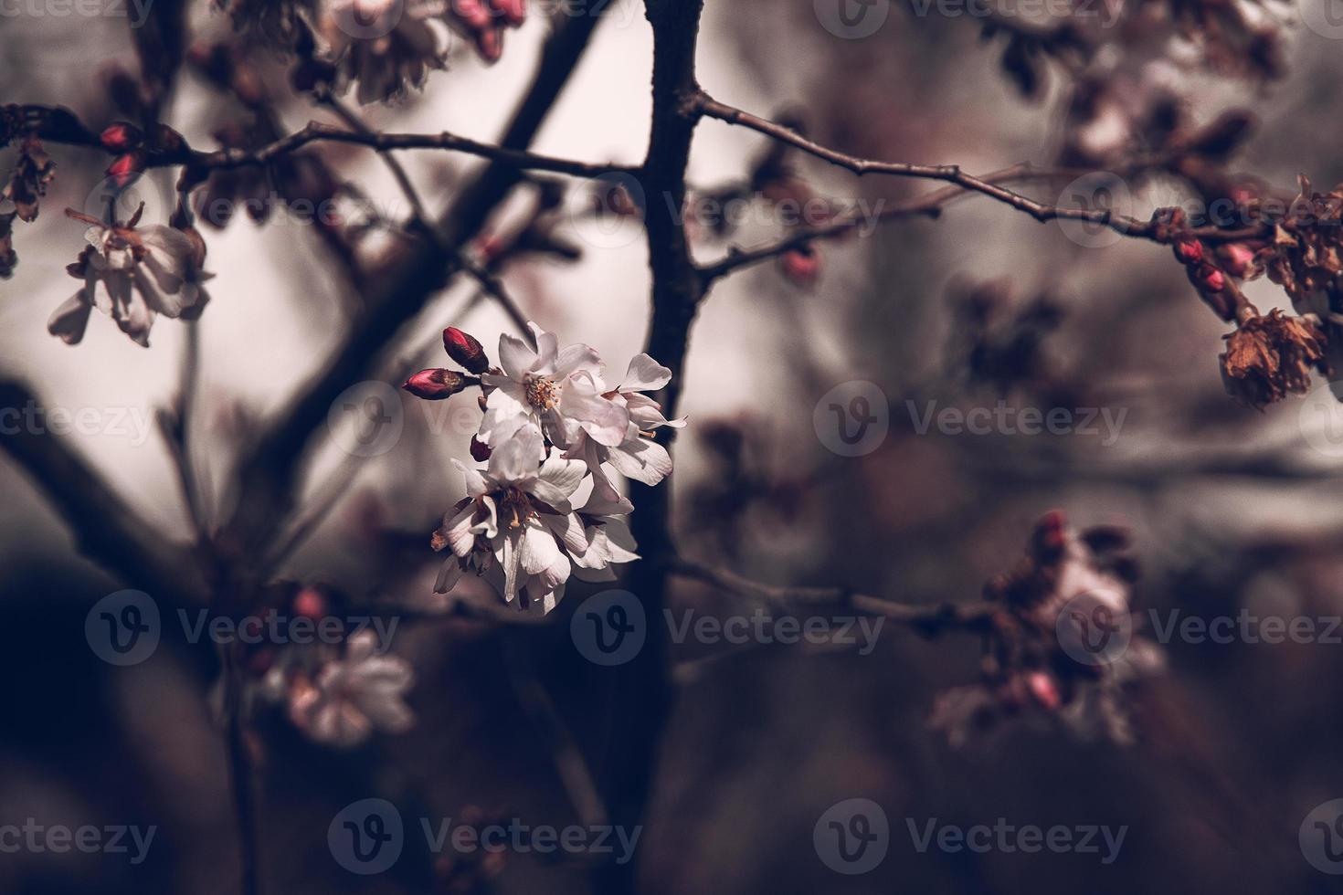 voorjaar boom bloeiend in roze in detailopname buitenshuis in de warm zonneschijn foto