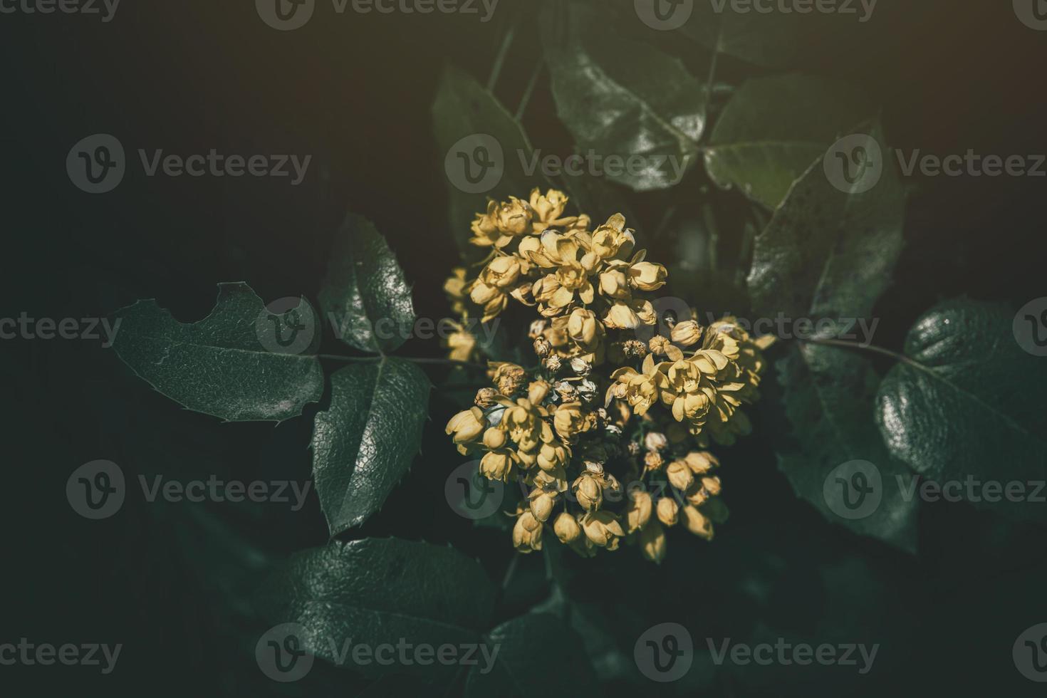 geel voorjaar bloem tegen de backdrop van groen bladeren in de warm middag zon foto