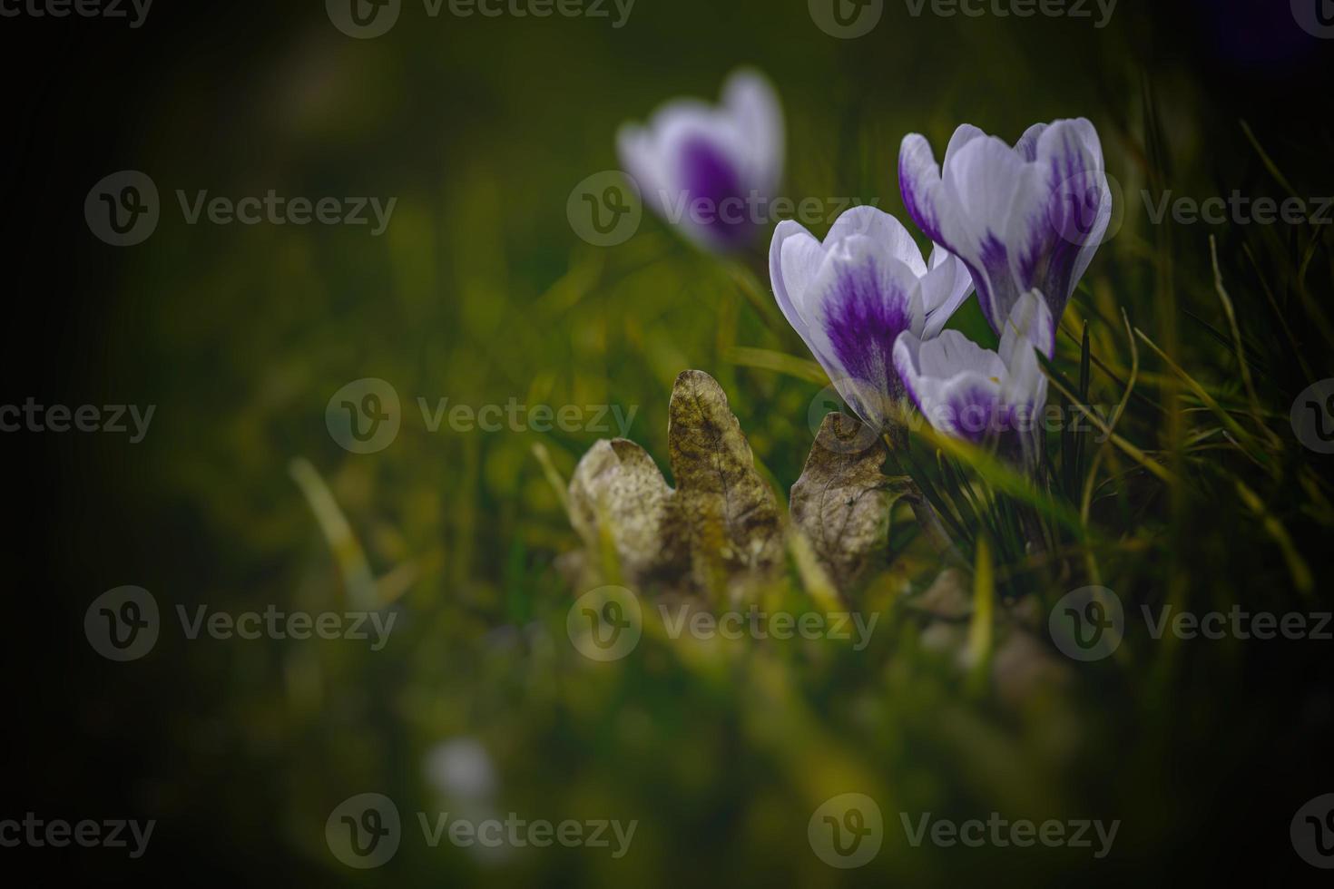 voorjaar bloemen krokussen in de tuin in de warm stralen van de middag zon foto