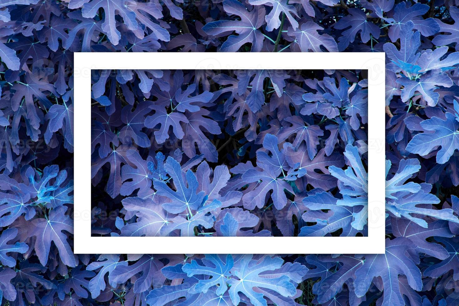 modern indigo kleur blad structuur wit kader blad structuur achtergrond foto