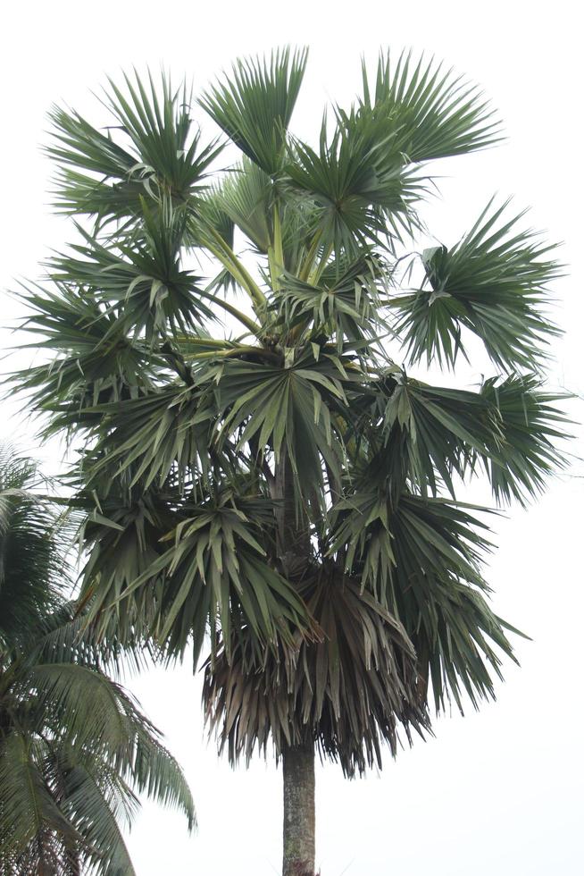 een palm boom met een wit achtergrond foto