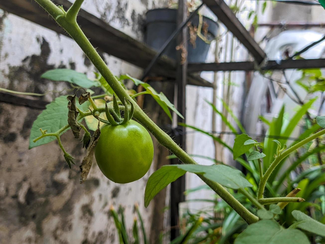 een dichtbij omhoog van groen kers tomaat of cerasiforme foto