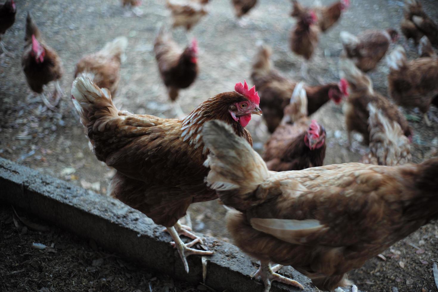 selectieve focus op de kip onder de groep kippen op de boerderij foto