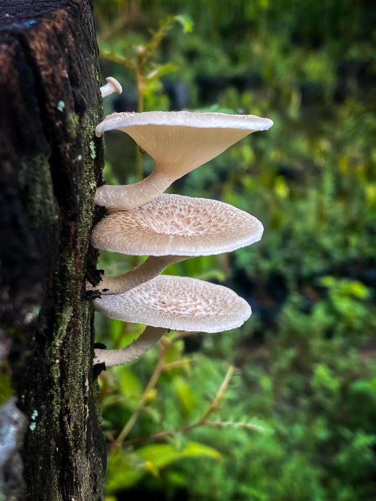 foto van champignons groeit Aan dood bomen