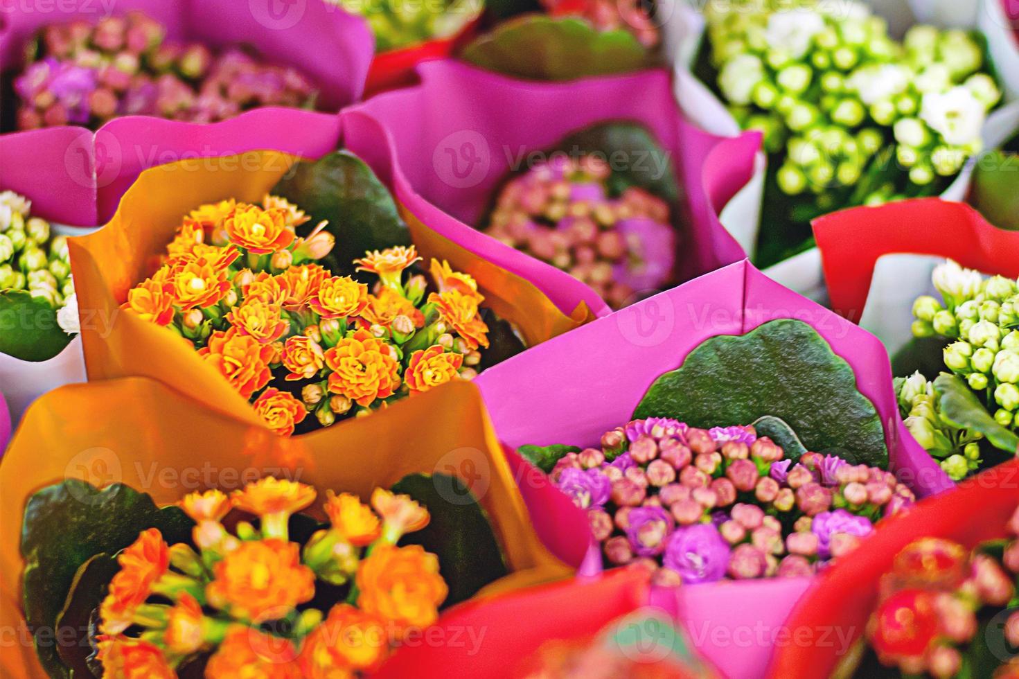 kleurrijk bloeiend kalanchoe bloemen verpakt in helder papier foto
