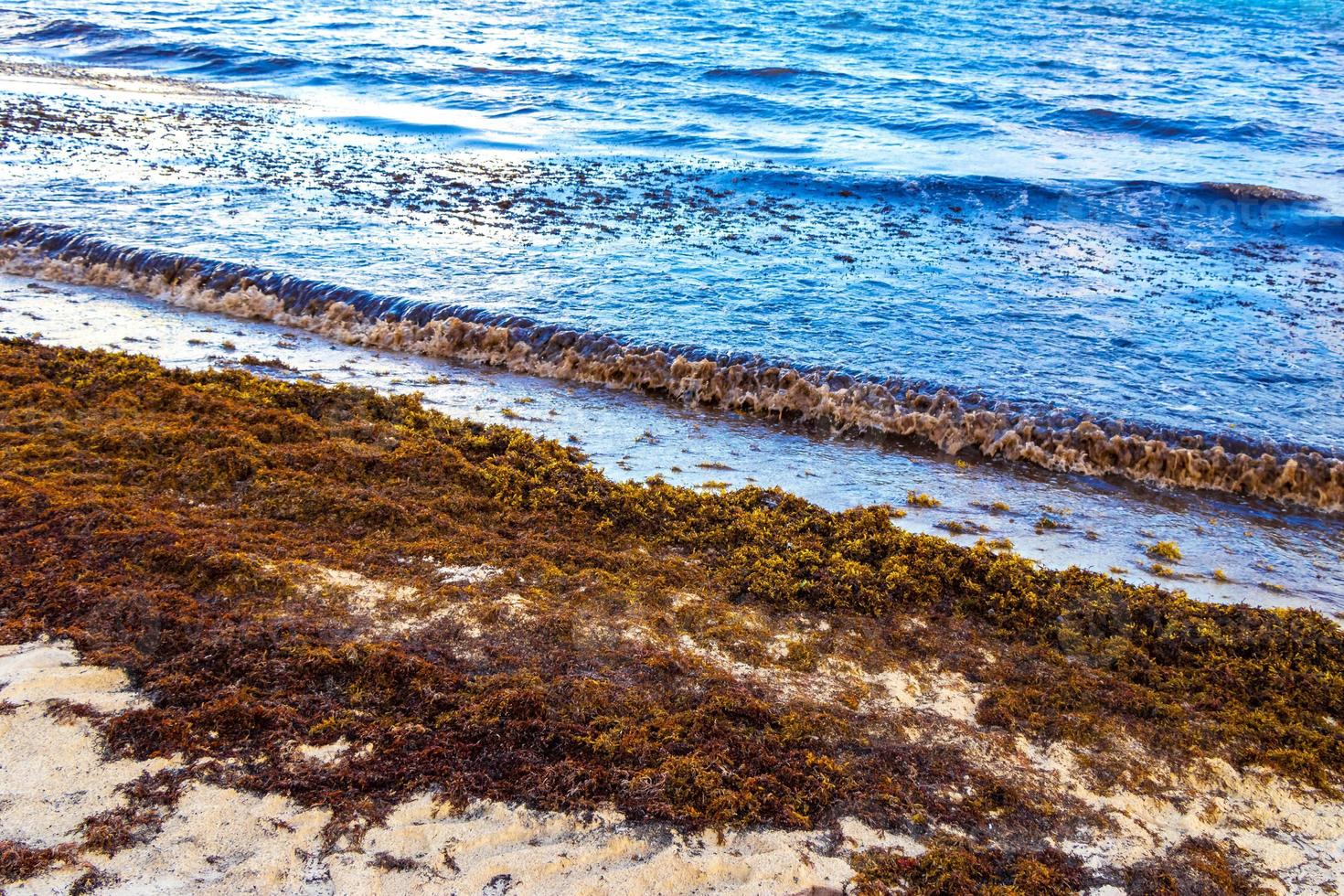 mooi caraïben strand totaal vies vuil naar zeewier probleem Mexico. foto