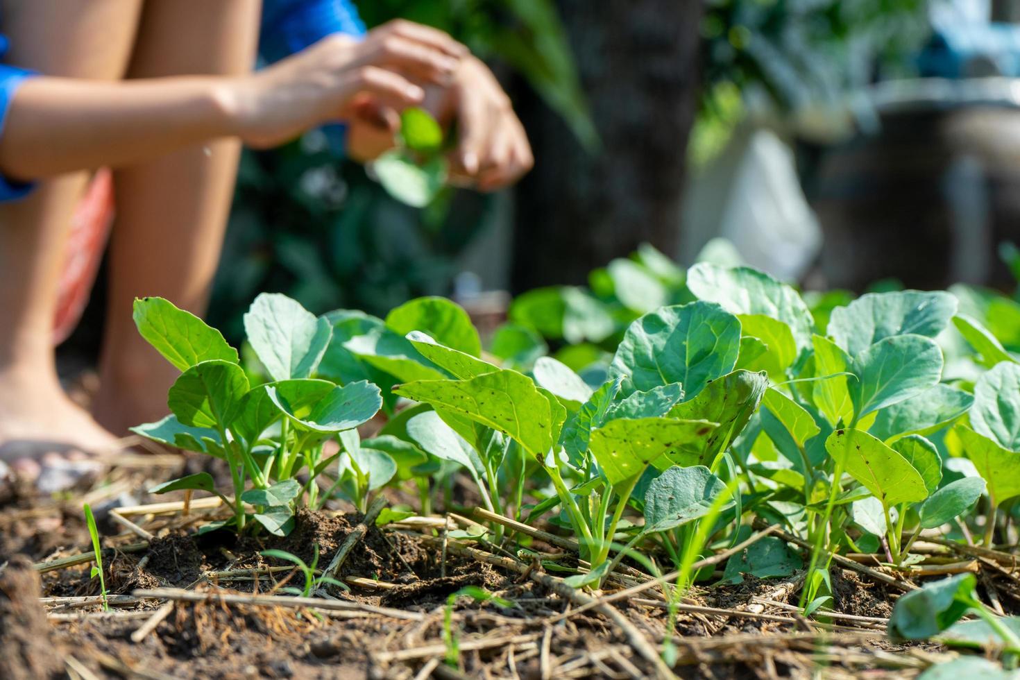 close-up groep jonge chinese broccoli in de moestuin foto