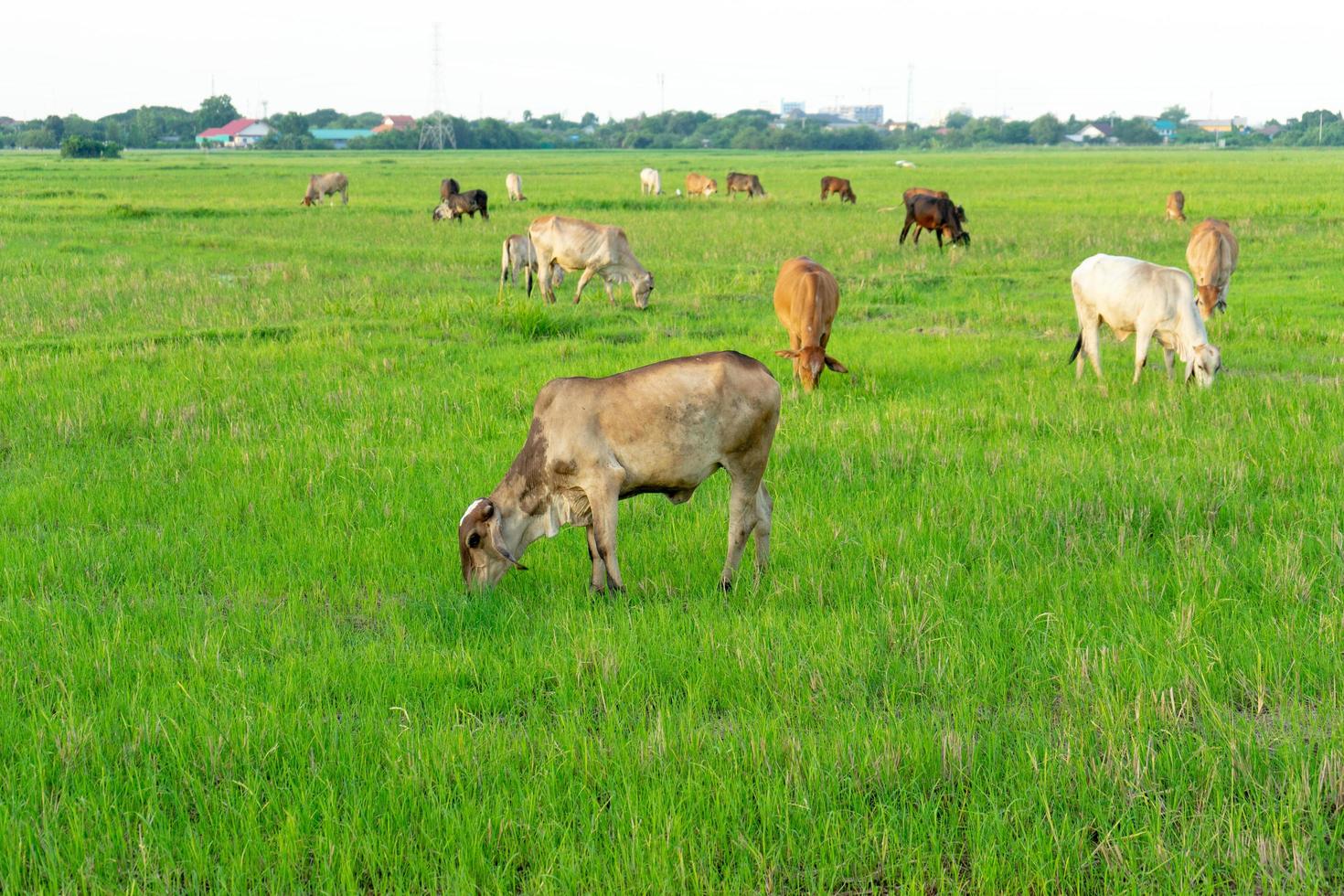 groep koeien die het gras in het grote veld eten foto