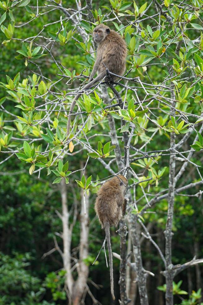 selectieve focus op apen zitten op de takken van mangrovebomen met wazige jungle op de achtergrond foto