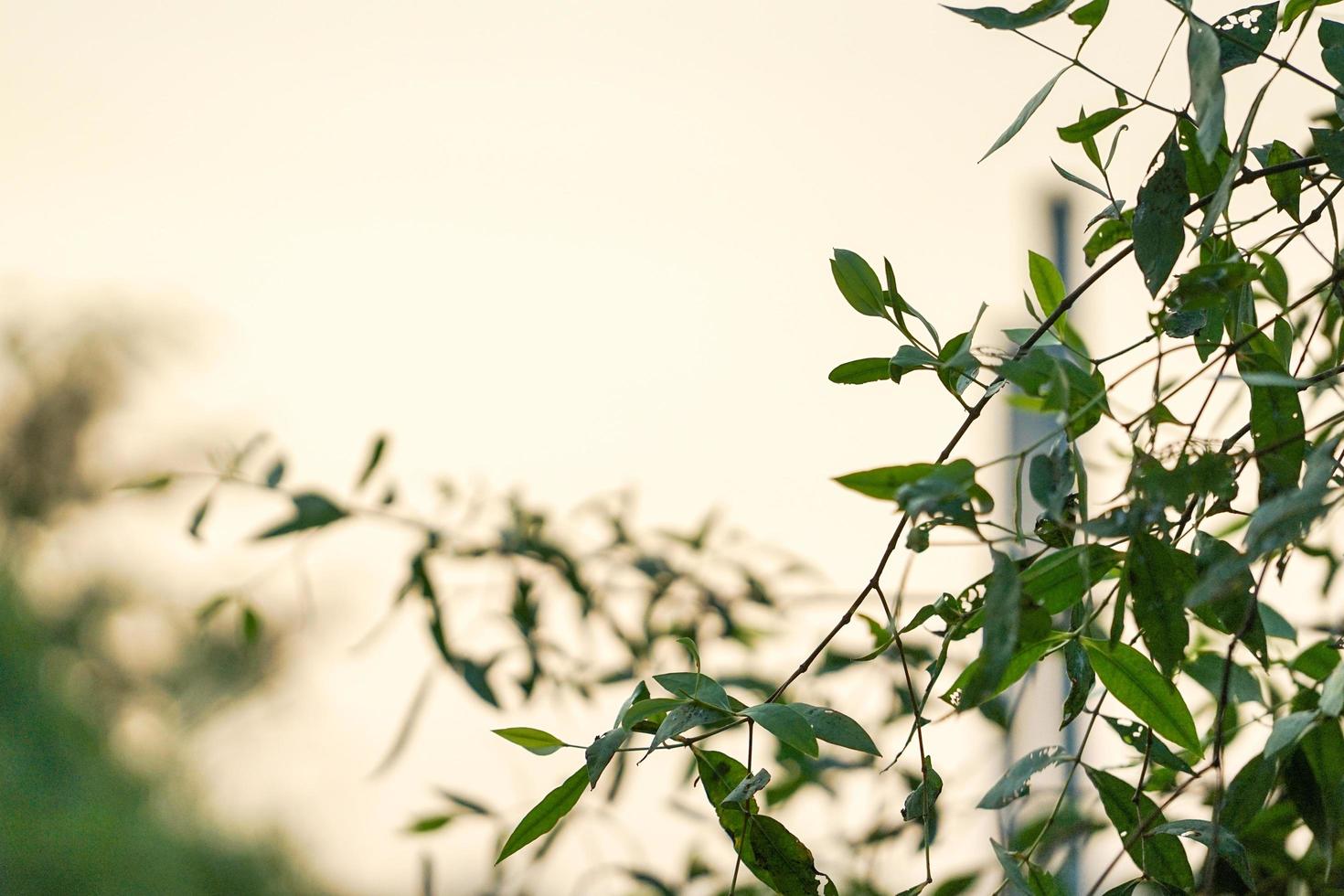 selectieve focus op takken van mangroveboom met schemeringhemel op achtergrond foto