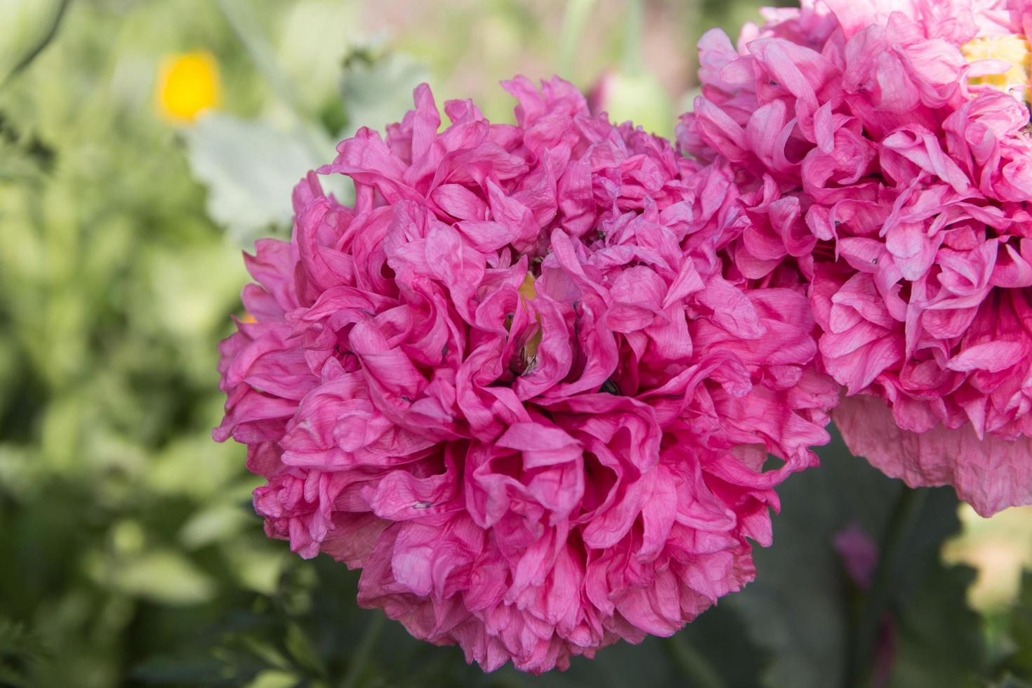 roze reusachtig dubbele papaver bloem foto