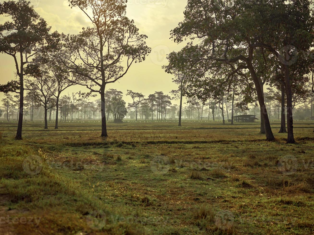 mooi rijst- veld- met en groot boom landschap, foto