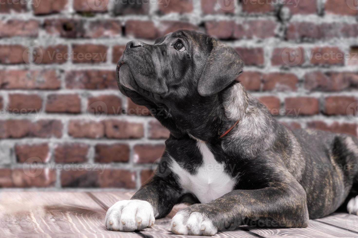 zwart-wit puppy met een bakstenen muur achtergrond foto