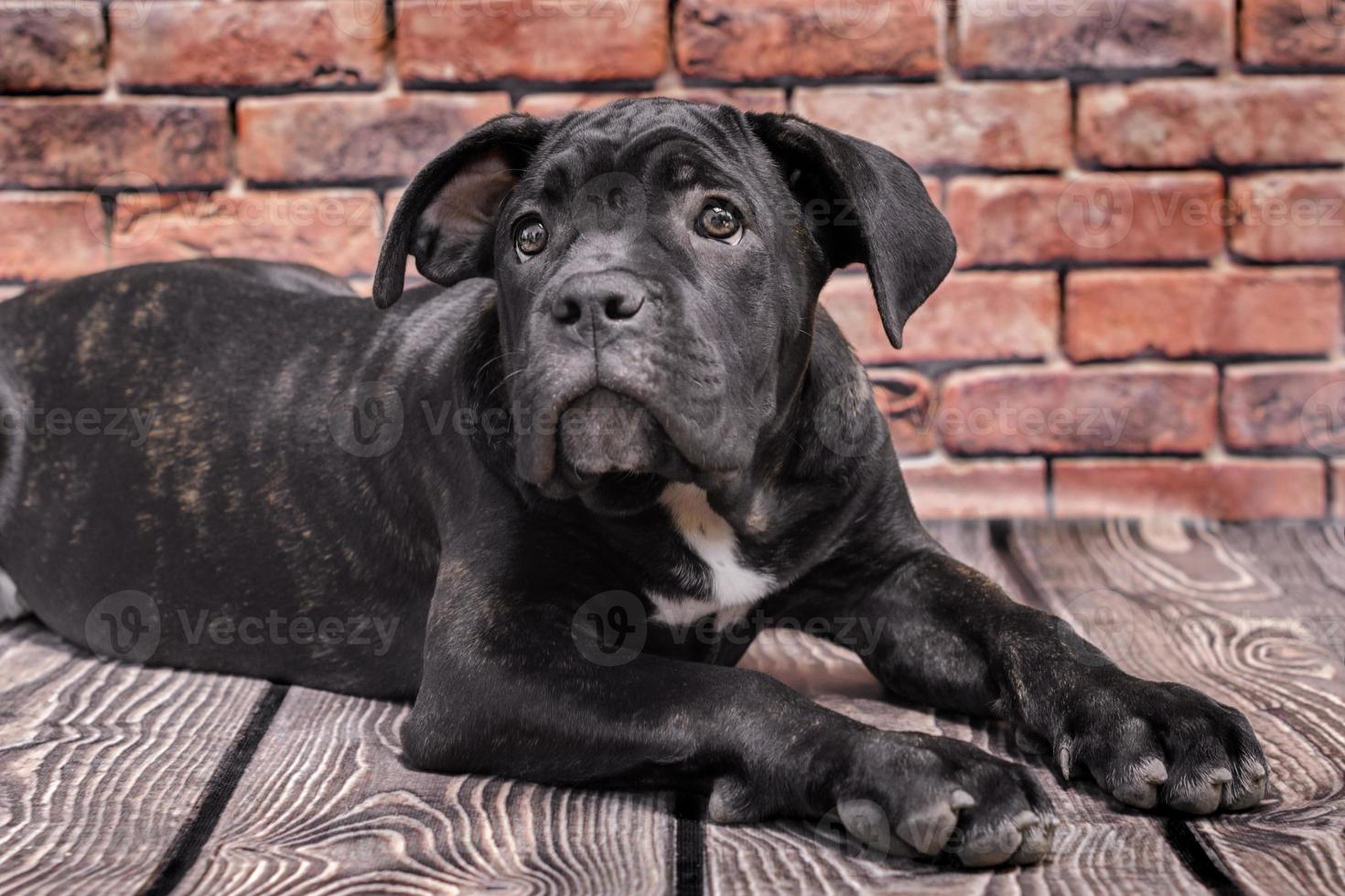 zwarte puppy op een houten vloer foto