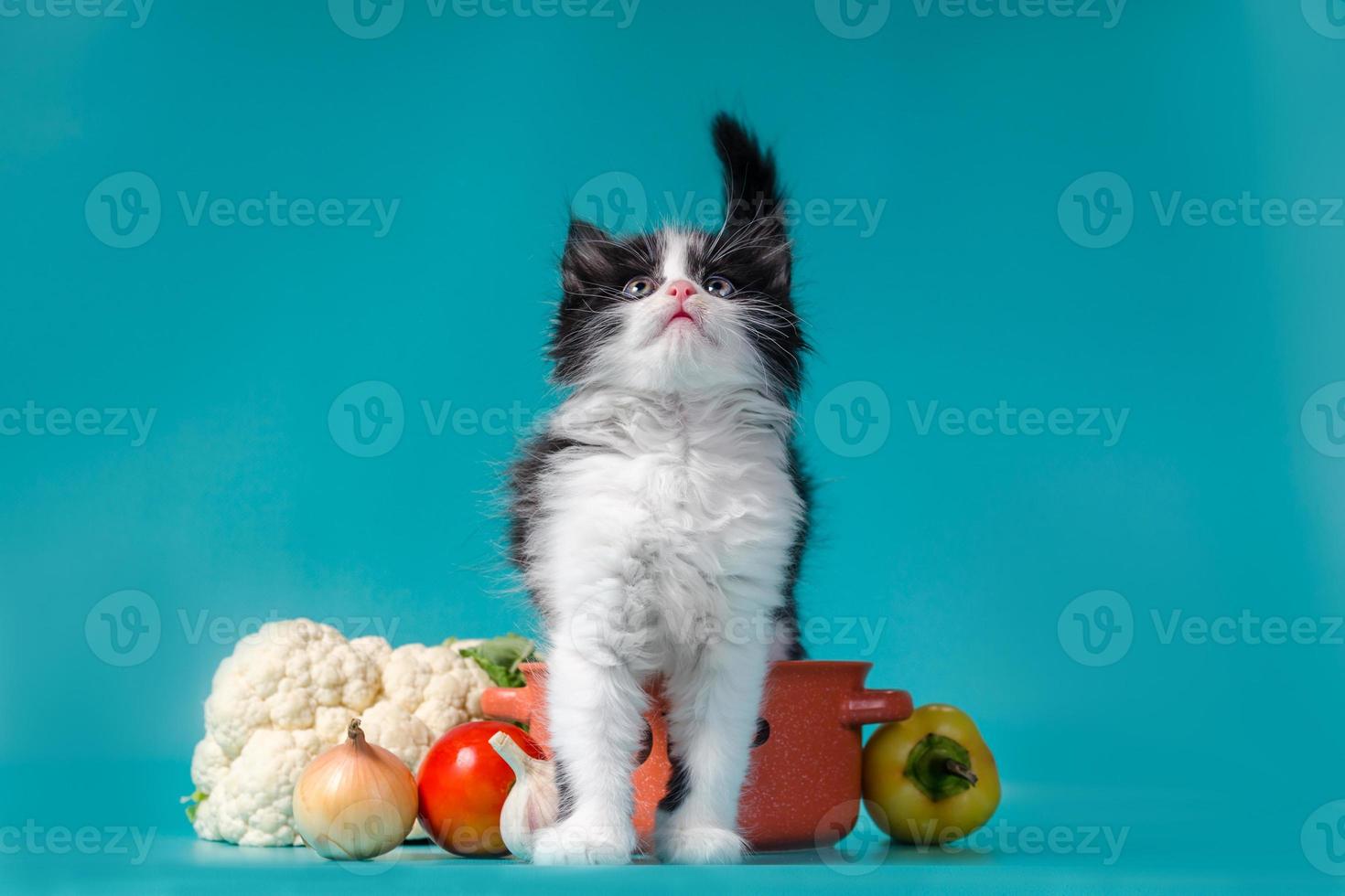 kitten met soepingrediënten foto