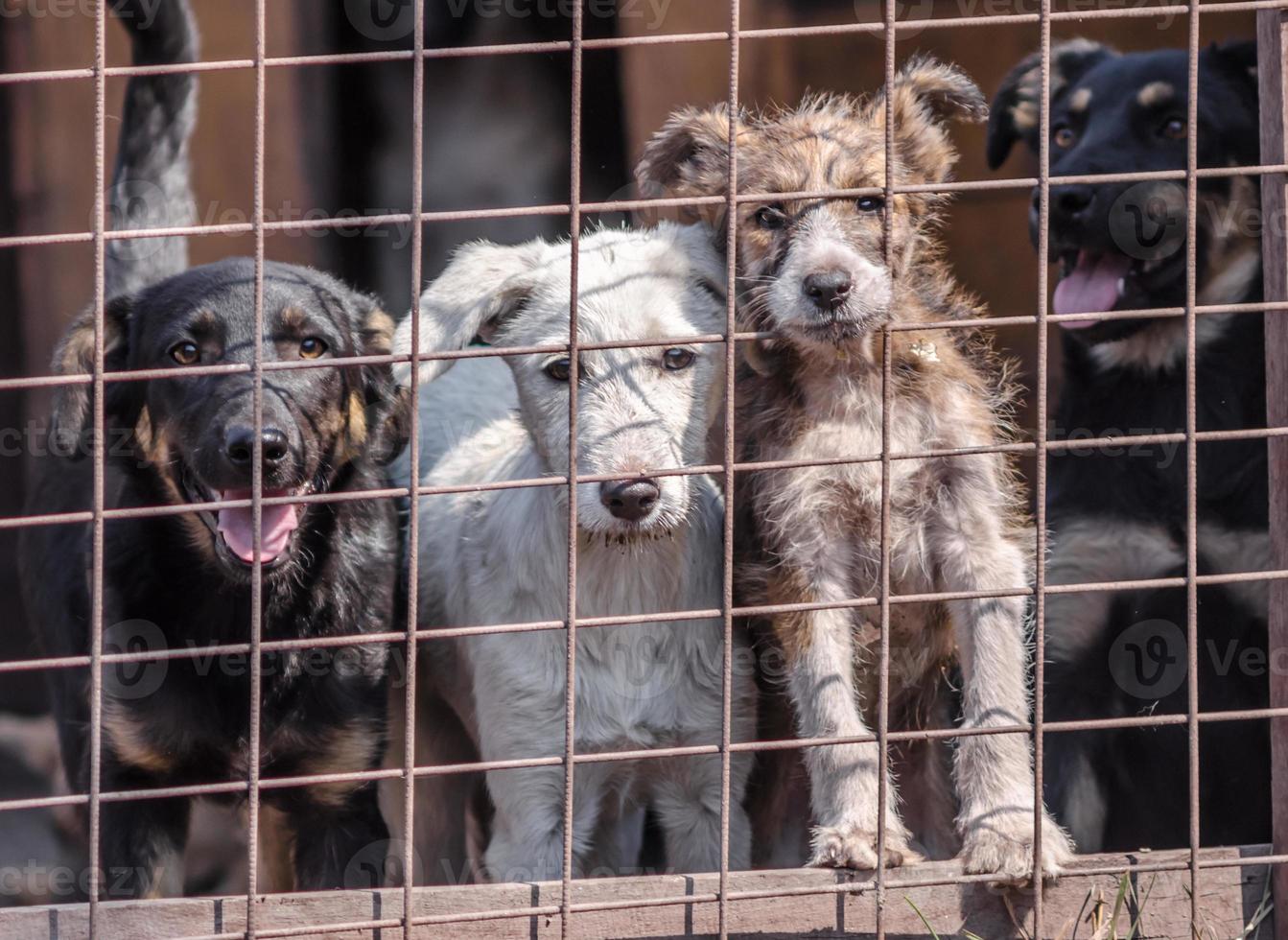 vier puppy's achter een metalen hek foto