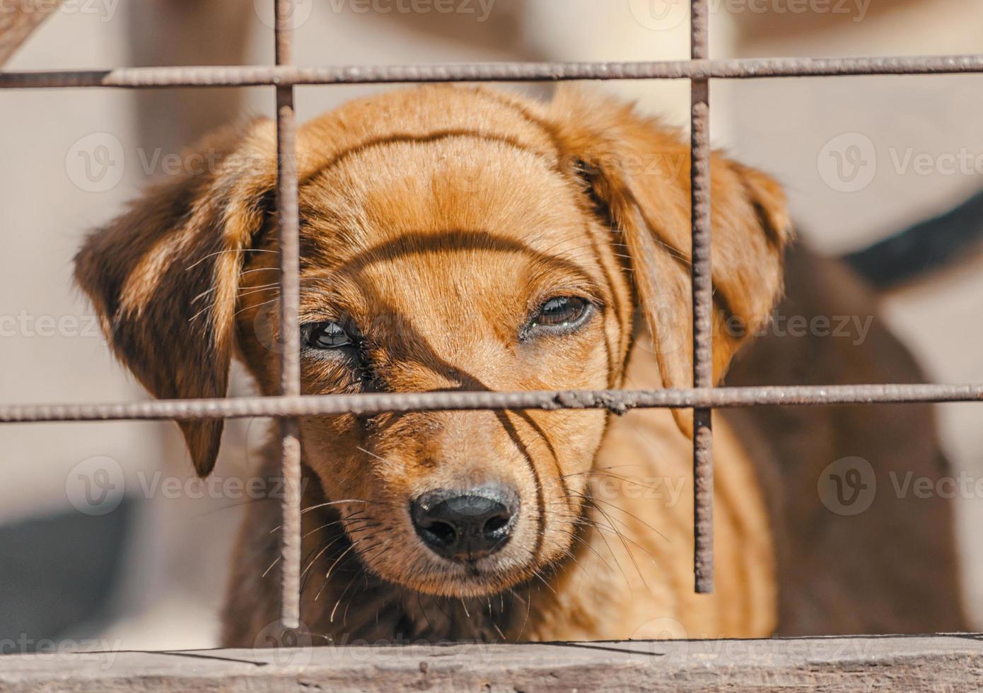 bruine pup achter een hek foto