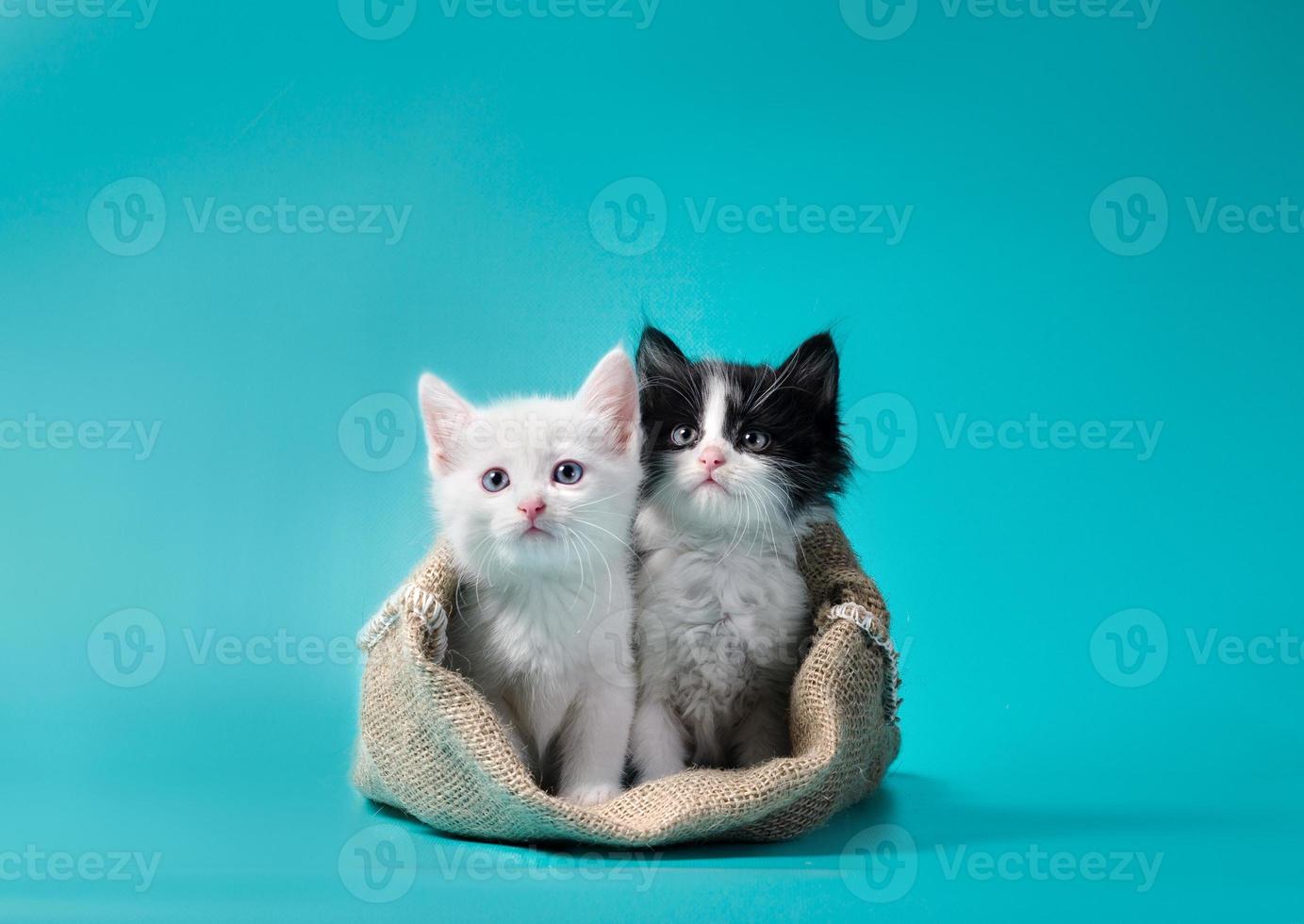 twee kittens in een zak foto