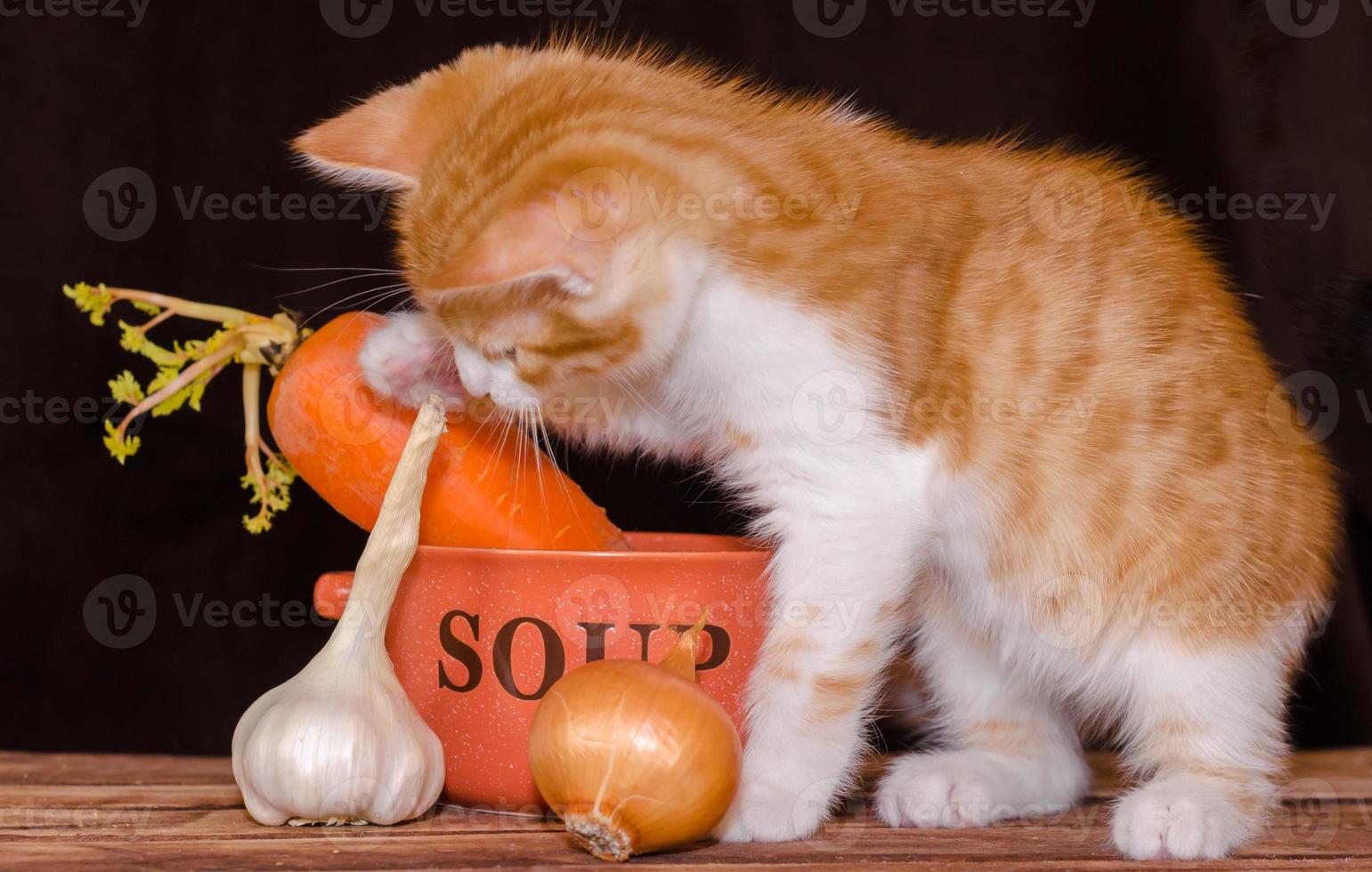 oranje tabby met soepingrediënten foto