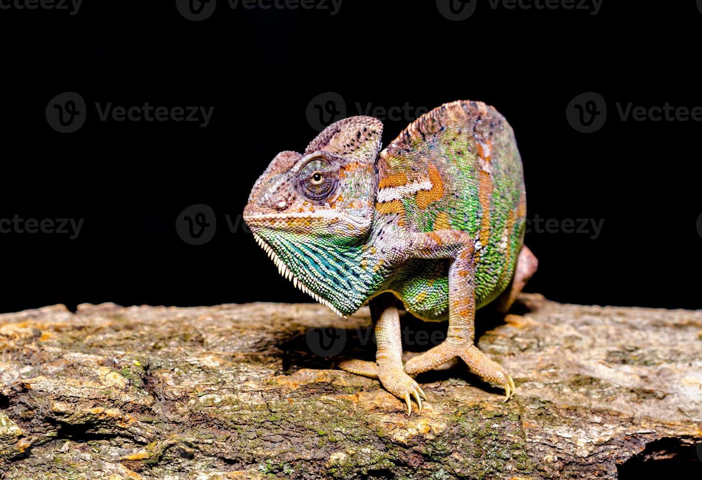 kameleon op een boom op een zwarte achtergrond foto