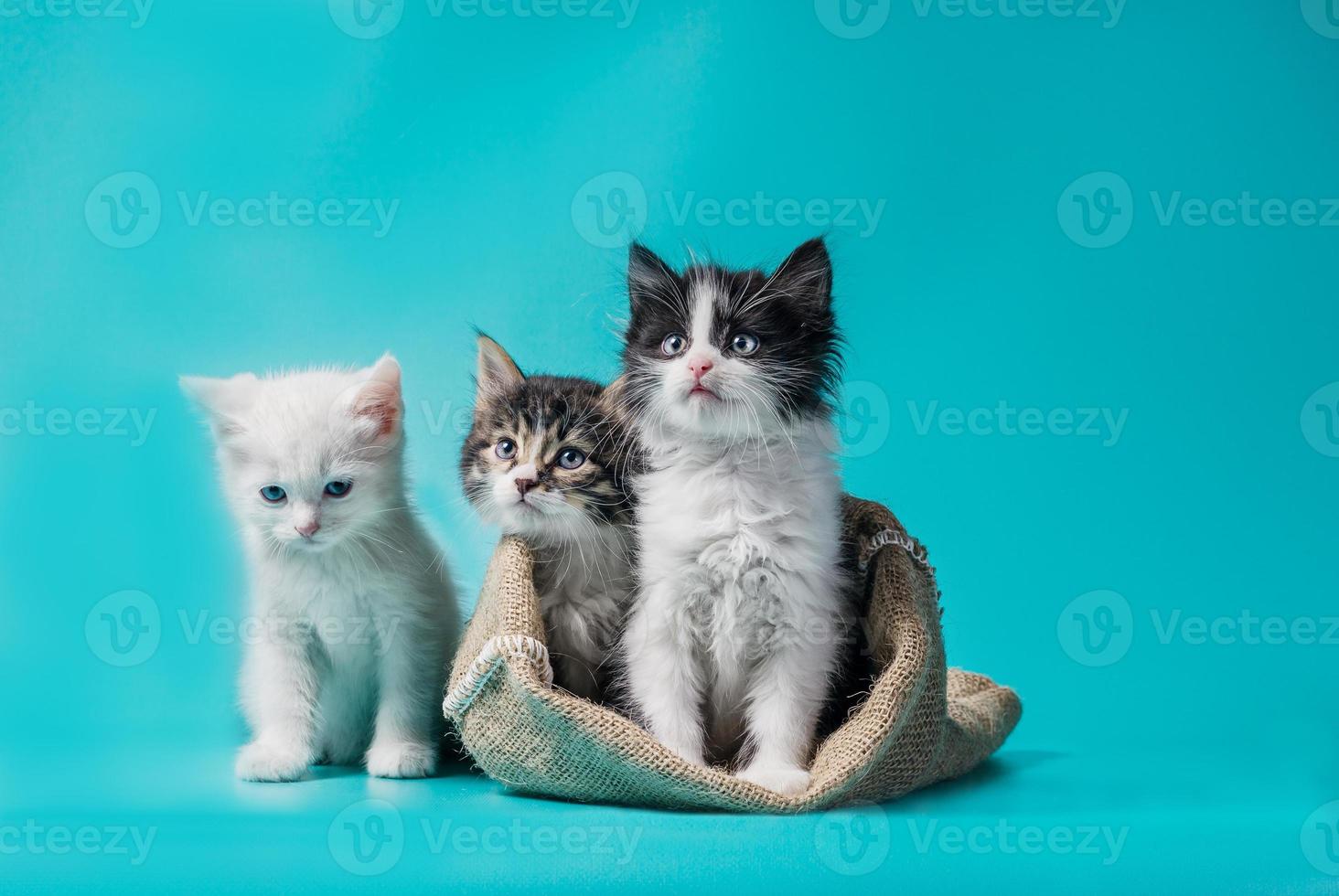 drie katten met een tas foto