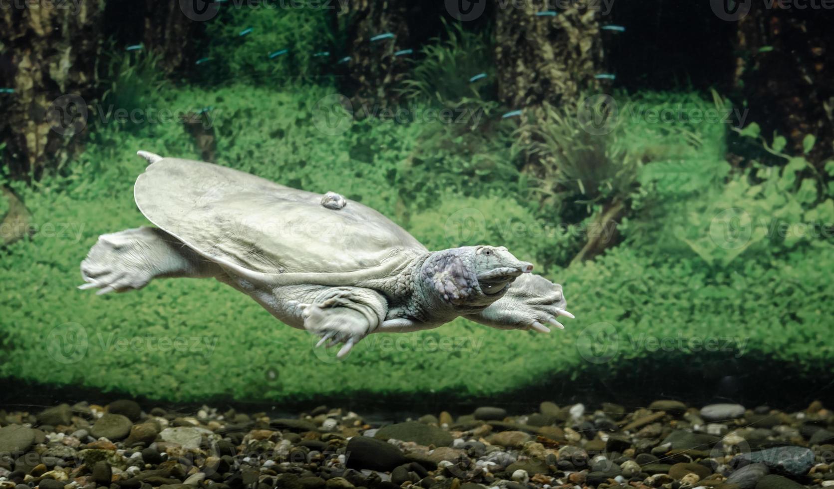 zoetwaterschildpad in het water foto