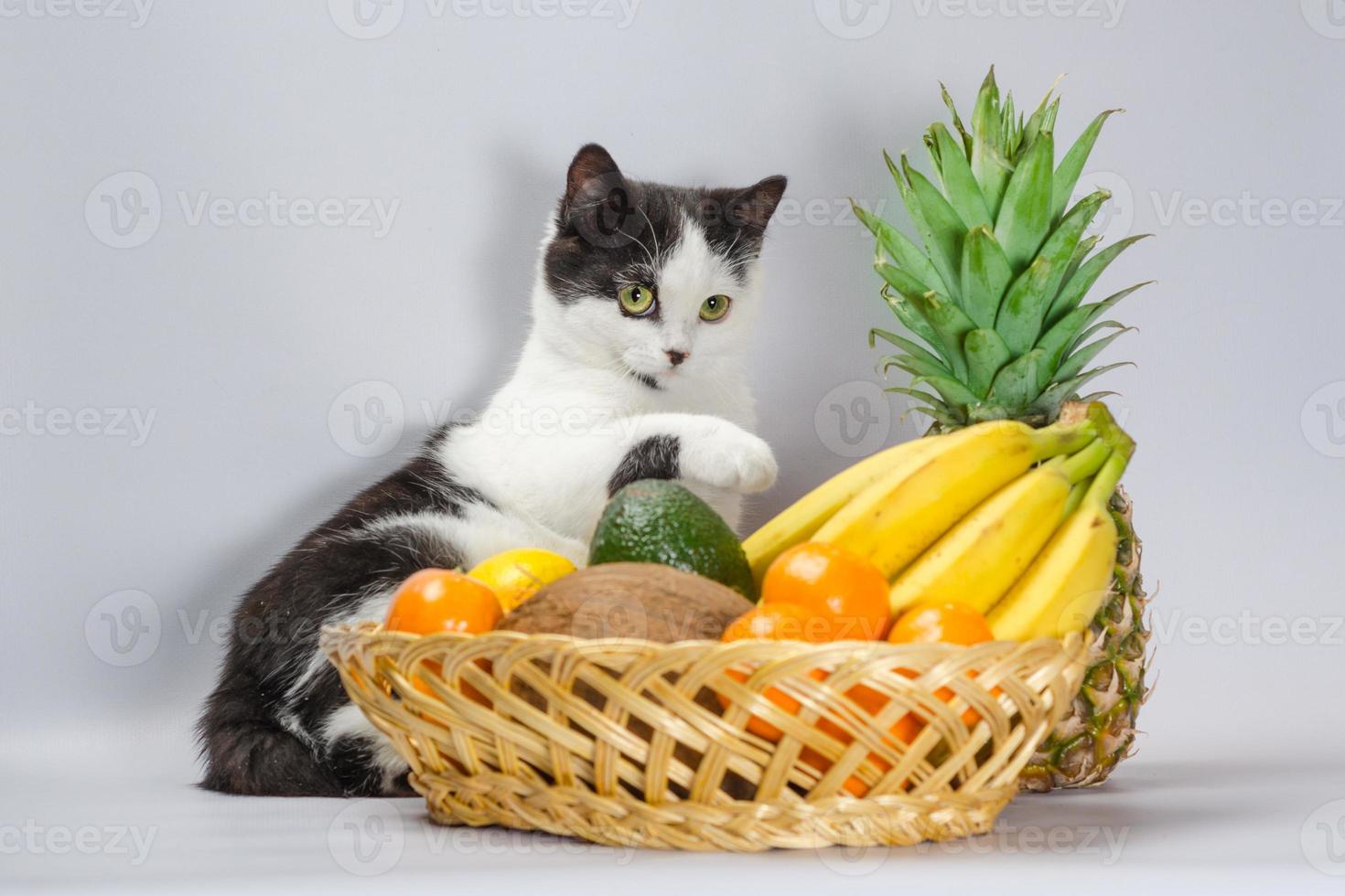 zwart-witte kat met tropisch fruit foto