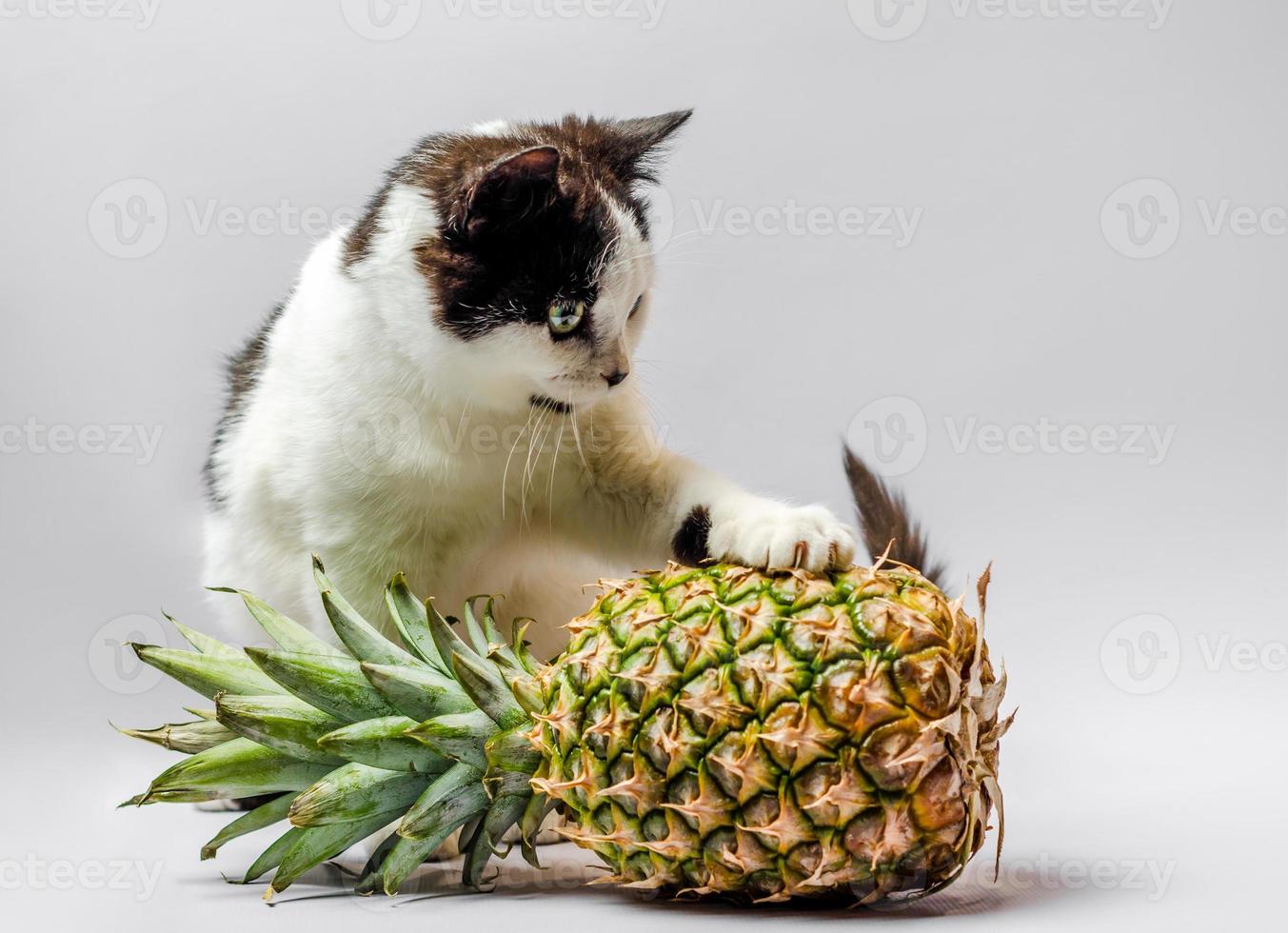 zwart-witte kat met een ananas foto