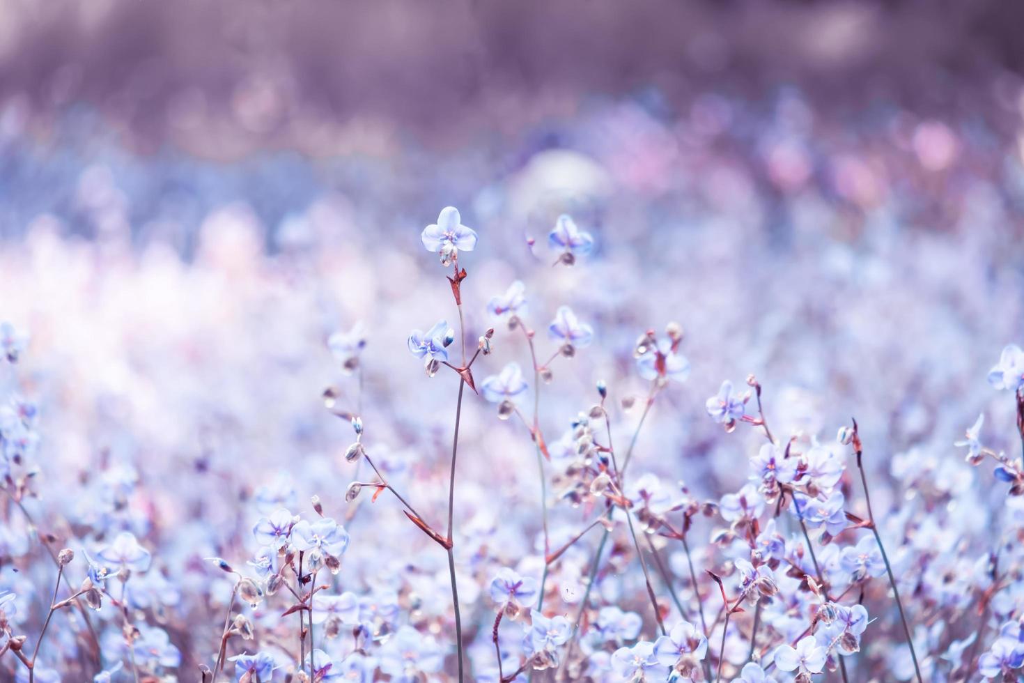 paarse bloem bloesem op veld, mooie groei en bloemen op weide bloeien in de morning.soft pastel op natuur bokeh achtergrond, vintage stijl foto