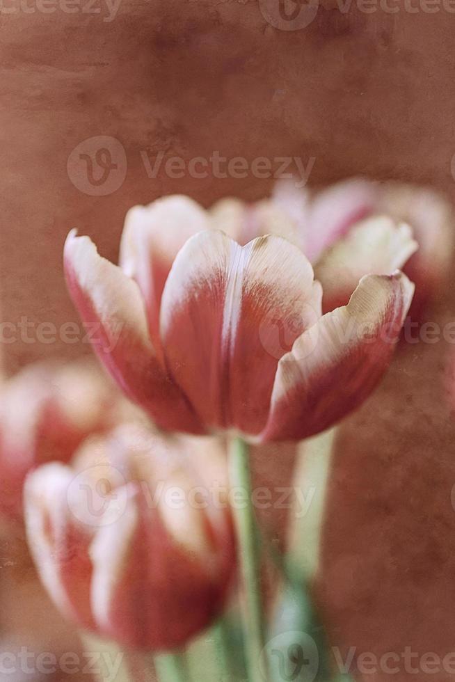 delicaat voorjaar geel rood tulp in detailopname Aan achtergrond foto