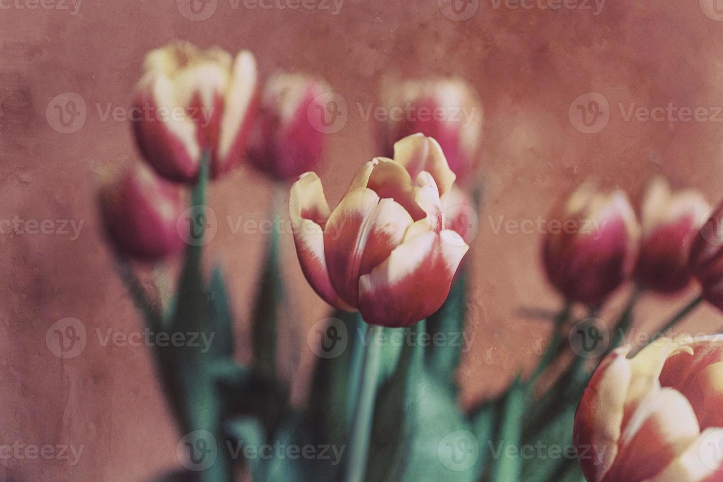 delicaat voorjaar geel rood tulp in detailopname Aan achtergrond foto