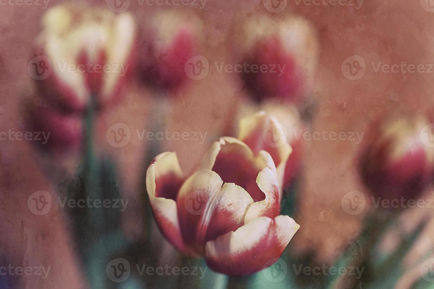 delicaat voorjaar geel rood tulp in detailopname Aan achtergrond foto