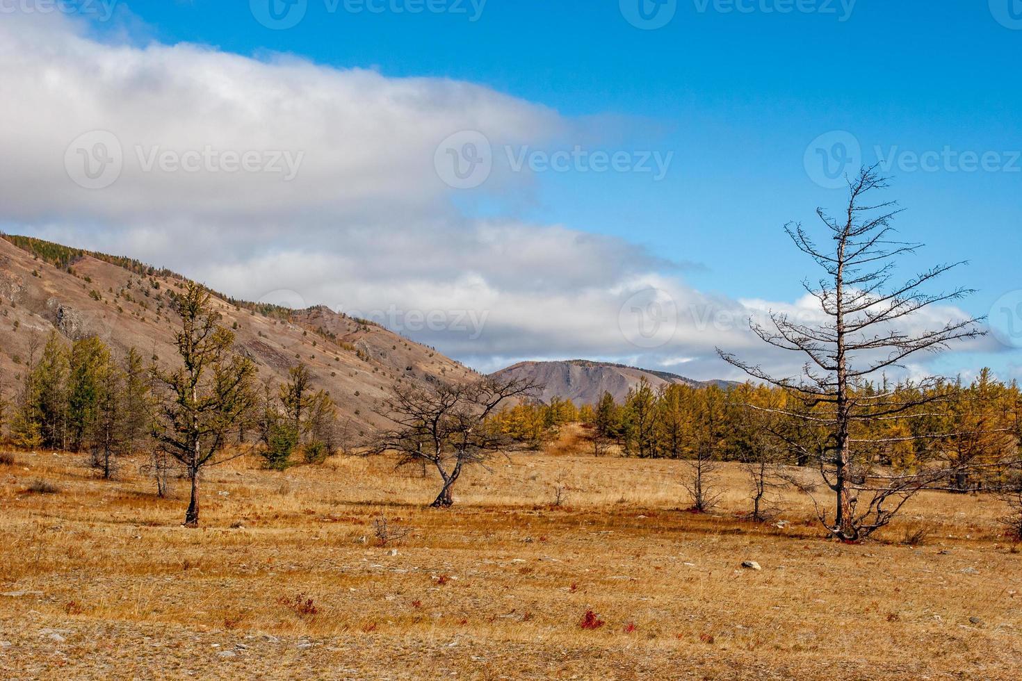 herfst steppe landschap met heuvels en droog bomen in de voorgrond. wolken in de lucht. oud geel en bruin gras Aan de grond. foto