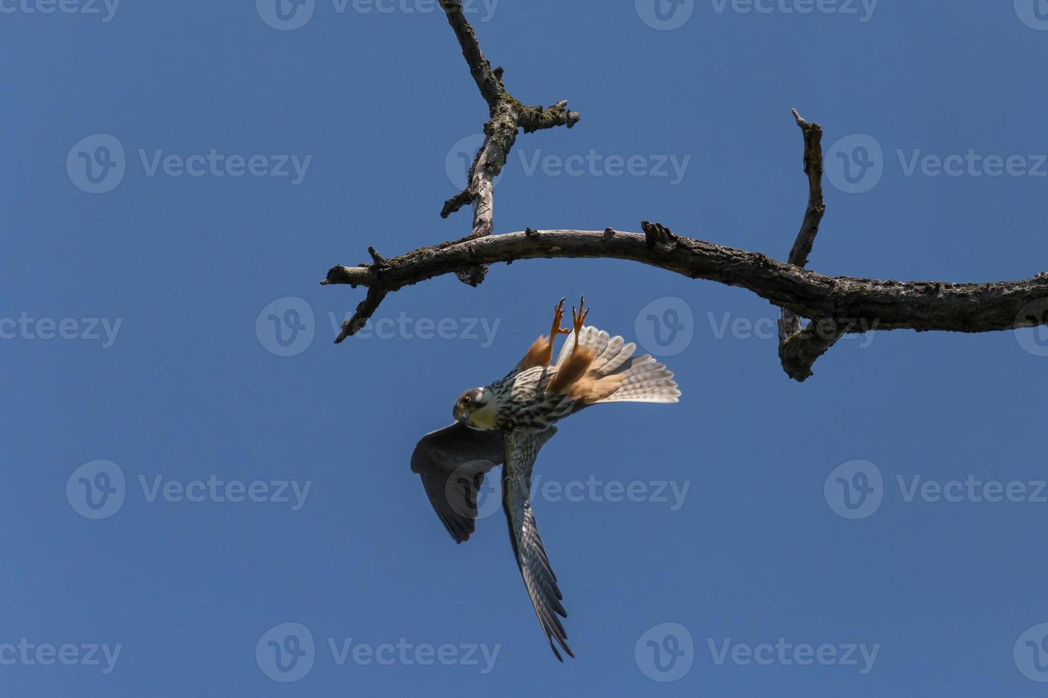 dichtbij omhoog van valk vliegend uit droog Afdeling tegen blauw lucht foto