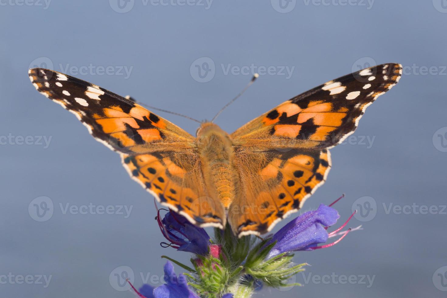 dichtbij omhoog van geschilderd dame vlinder zittend Aan blauw bloem foto