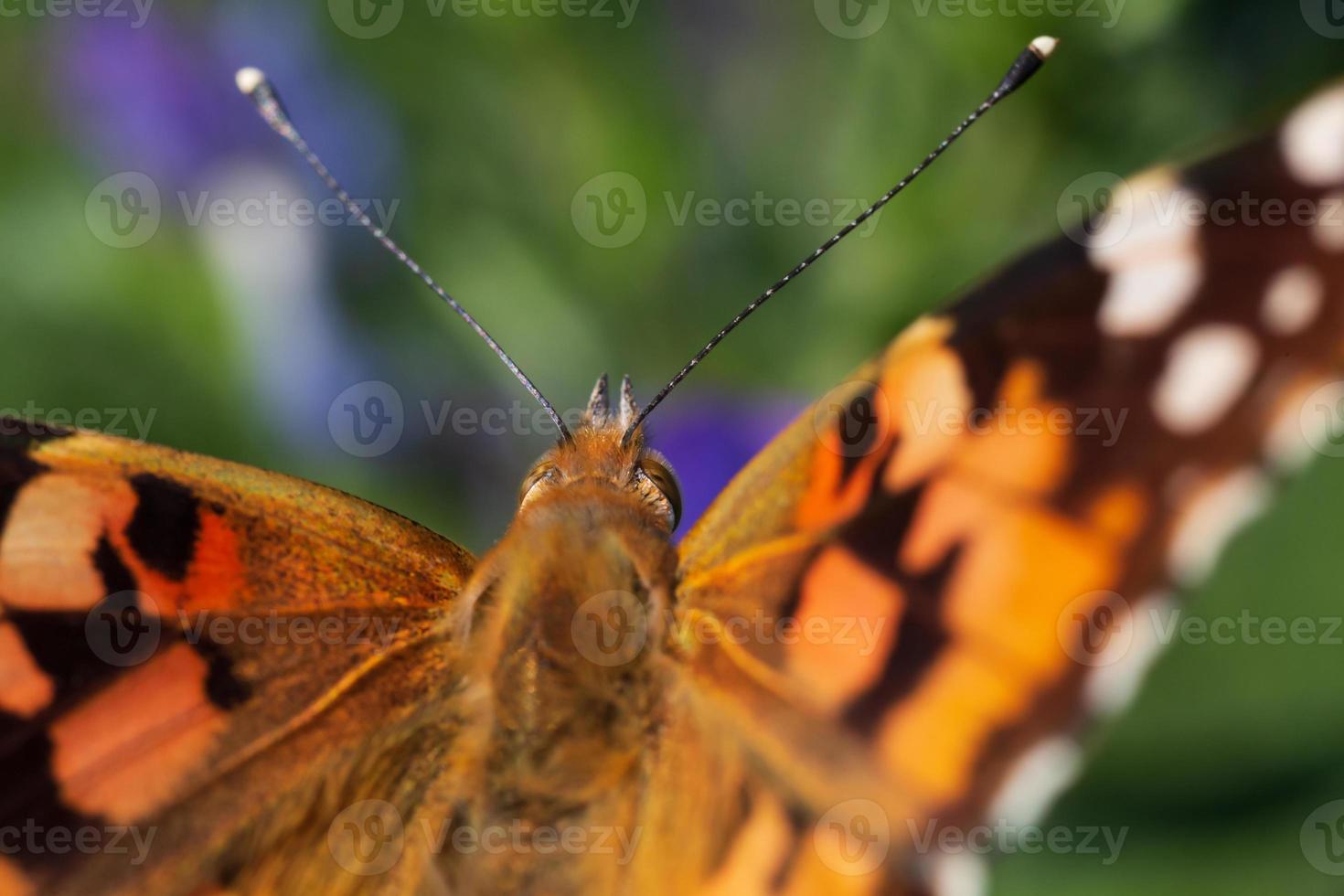 dichtbij omhoog van geschilderd dame vlinder foto