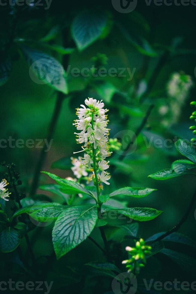 wit bloem Aan een groen achtergrond in de natuurlijk milieu foto